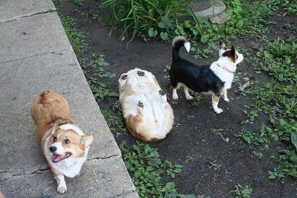 넘어진 웰시코기 | 인스티즈