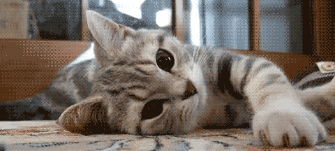 고양이만 키워본 친구에게 개를 맡겼다 | 인스티즈