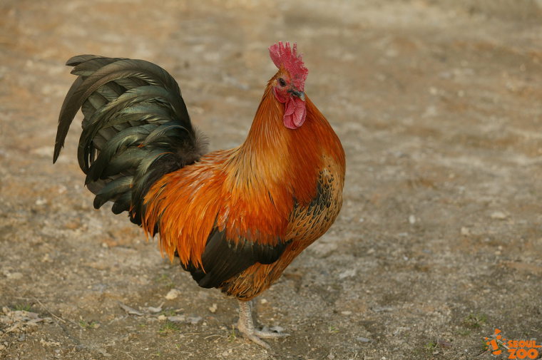 치킨먹을때 지네를 조심해야하는 이유.jpg | 인스티즈