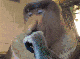 채식하는 신현준 | 인스티즈