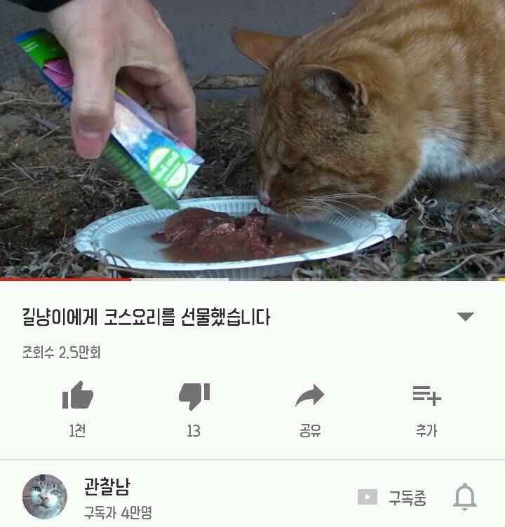 걸어다니는 인간 캣닢 유튜버 | 인스티즈