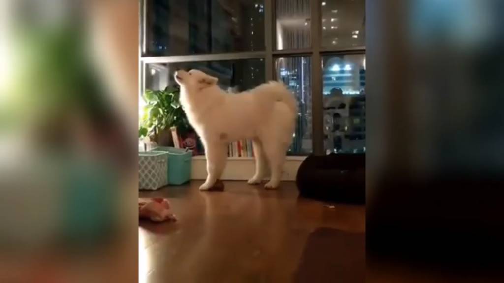 털뚠뚠 댕댕이 노래 듣고가줘 | 인스티즈