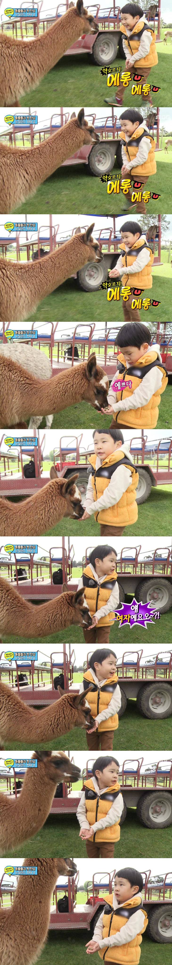 [아빠어디가] 동물이란 동물은 다 좋아하는 것 같은 민율이ㅋㅋ (아기♥동물=힐링) | 인스티즈