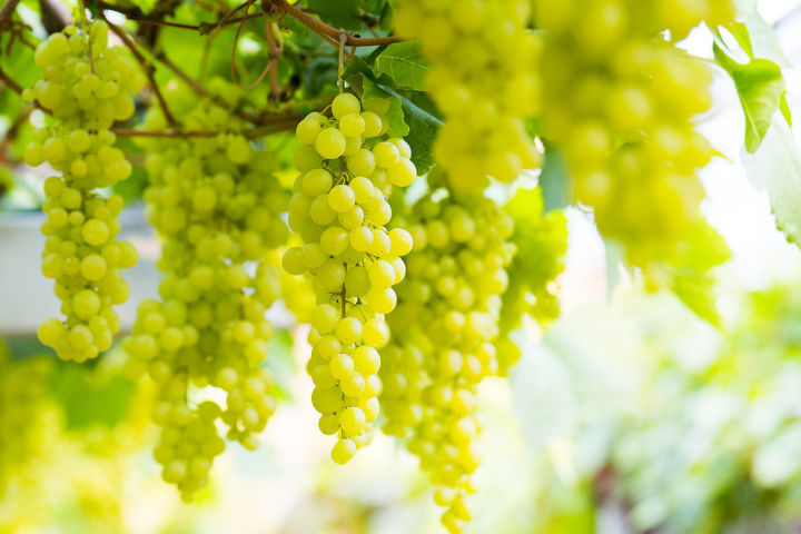 와인이 좋아 포도밭을 사버린 연예인(feat.탑) | 인스티즈