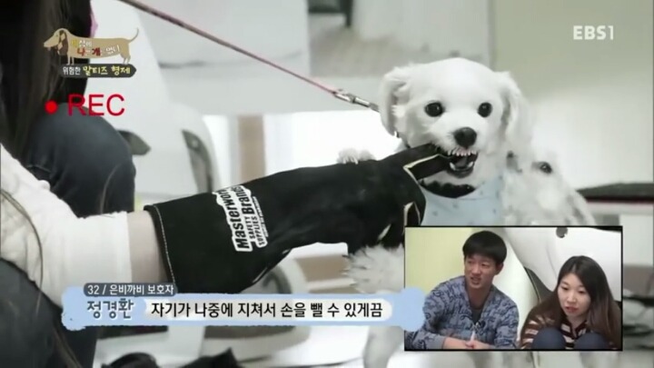 [세나개] 공격적인 반려견이 되는 이유 1부.jpg | 인스티즈