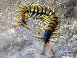 치킨먹을때 지네를 조심해야하는 이유.jpg | 인스티즈