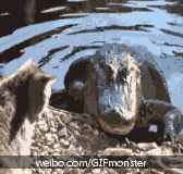 악어랑 고양이랑 싸우면 | 인스티즈