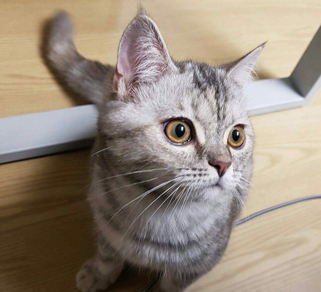 냥집사들 &#128049; (사진 엄청많음 주의) | 인스티즈