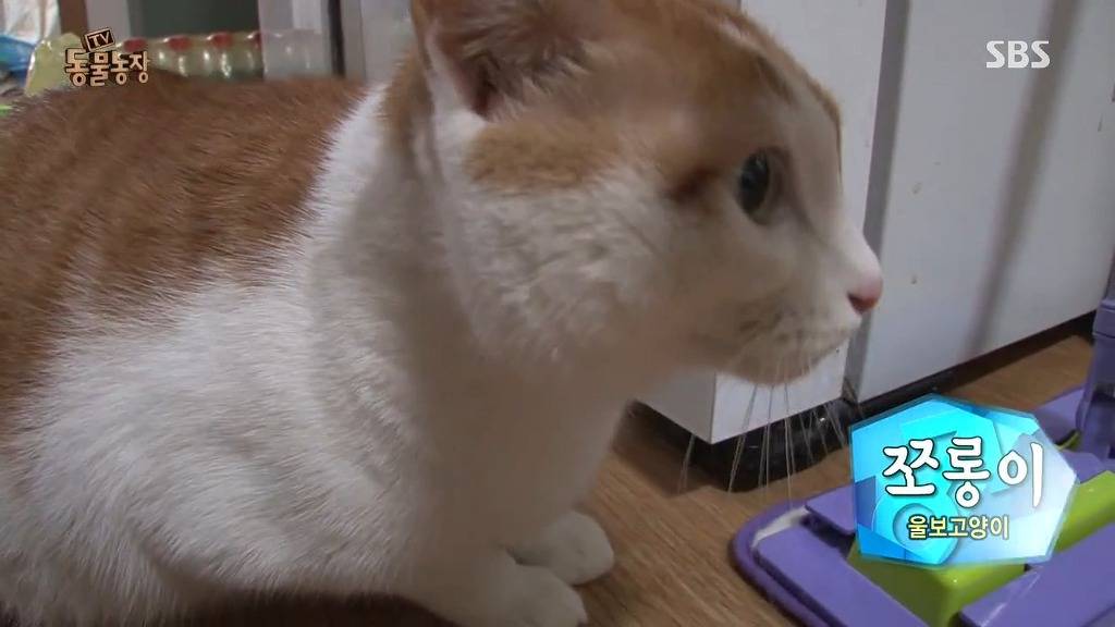 [동물농장] 할말 다 하고 사는 수다쟁이 고양이 쪼롱이ㅋㅋㅋㅋ.jpg | 인스티즈