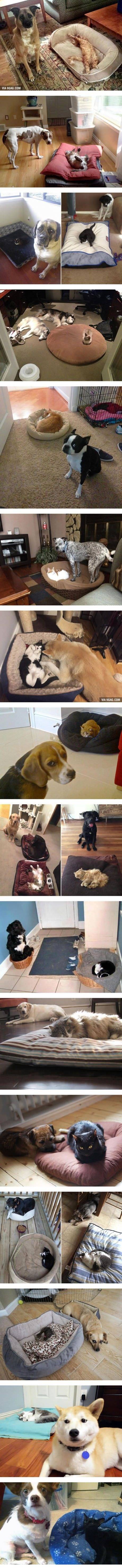 냥아치에게 쿠션 뺏긴 댕댕이들 | 인스티즈