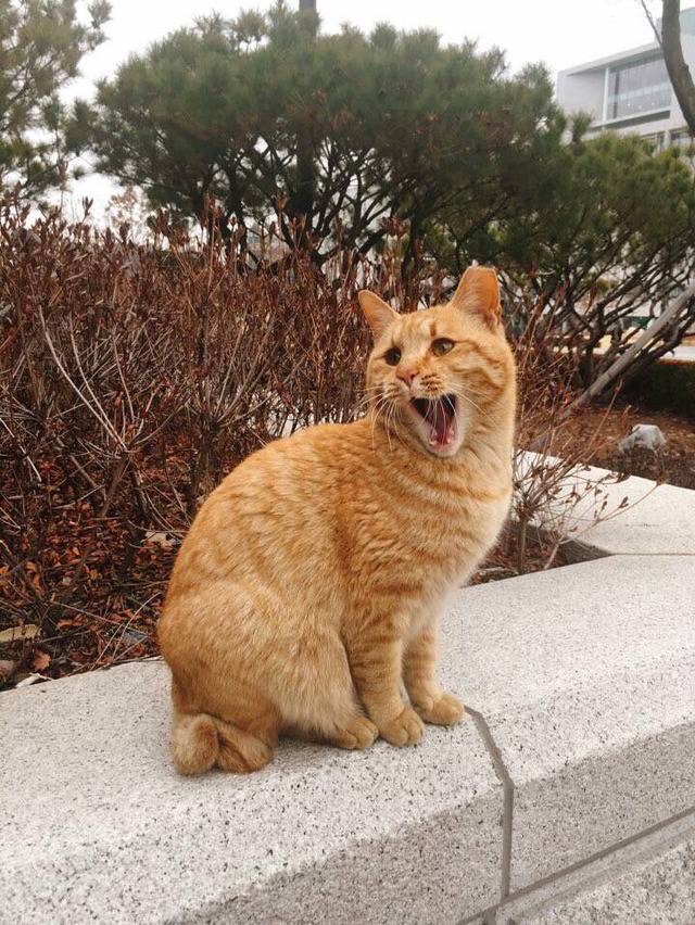 연세대학교의 고양이들 | 인스티즈