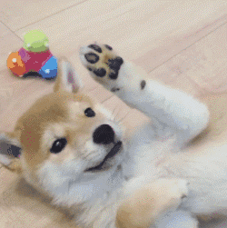 멍멍이랑 하이파이브하기....gif | 인스티즈