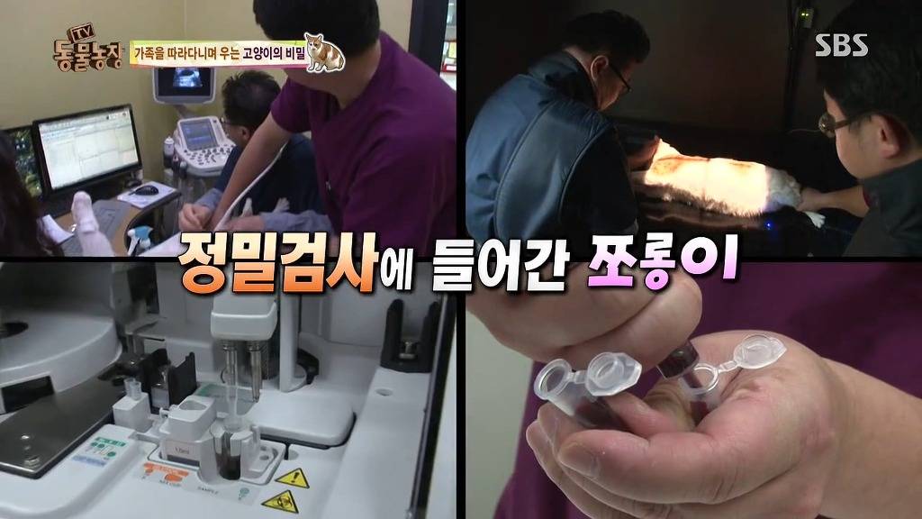 [동물농장] 할말 다 하고 사는 수다쟁이 고양이 쪼롱이ㅋㅋㅋㅋ.jpg | 인스티즈