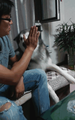 멍멍이랑 하이파이브하기....gif | 인스티즈