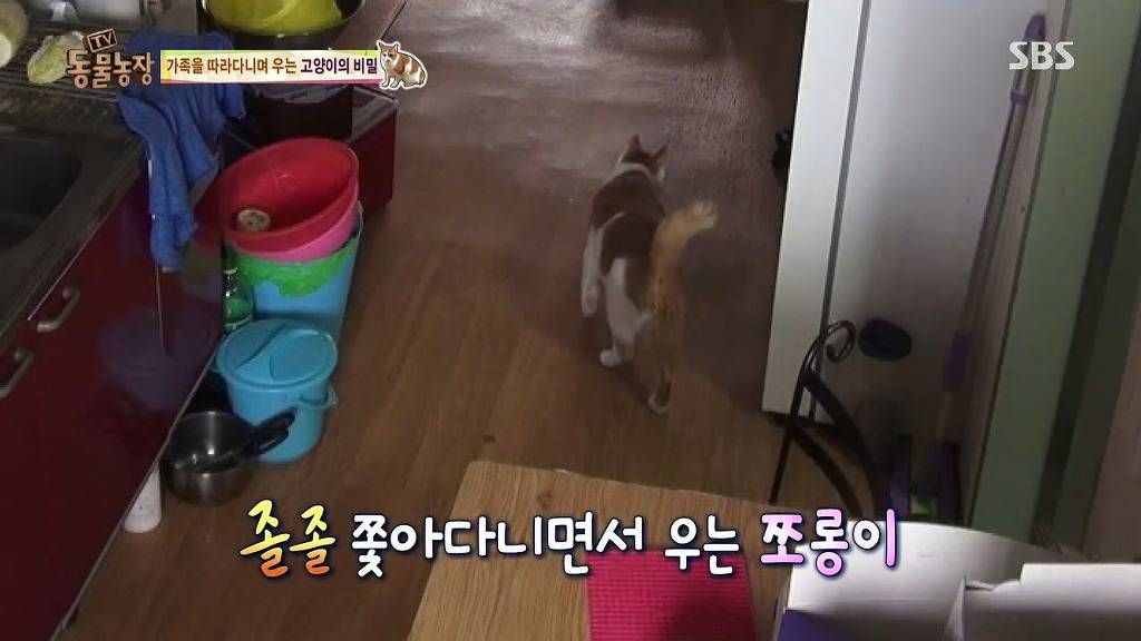 [동물농장] 할말 다 하고 사는 수다쟁이 고양이 쪼롱이ㅋㅋㅋㅋ.jpg | 인스티즈