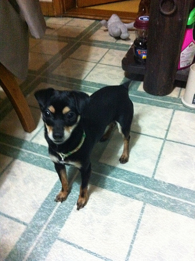 [판] 강아지와 서열싸움에서 졌습니다..... | 인스티즈