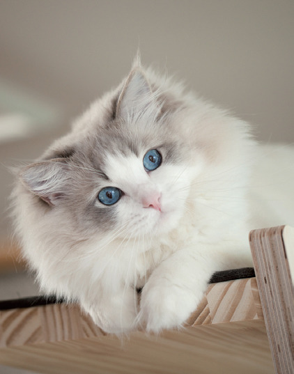 아름다운 고양이 랙돌 | 인스티즈
