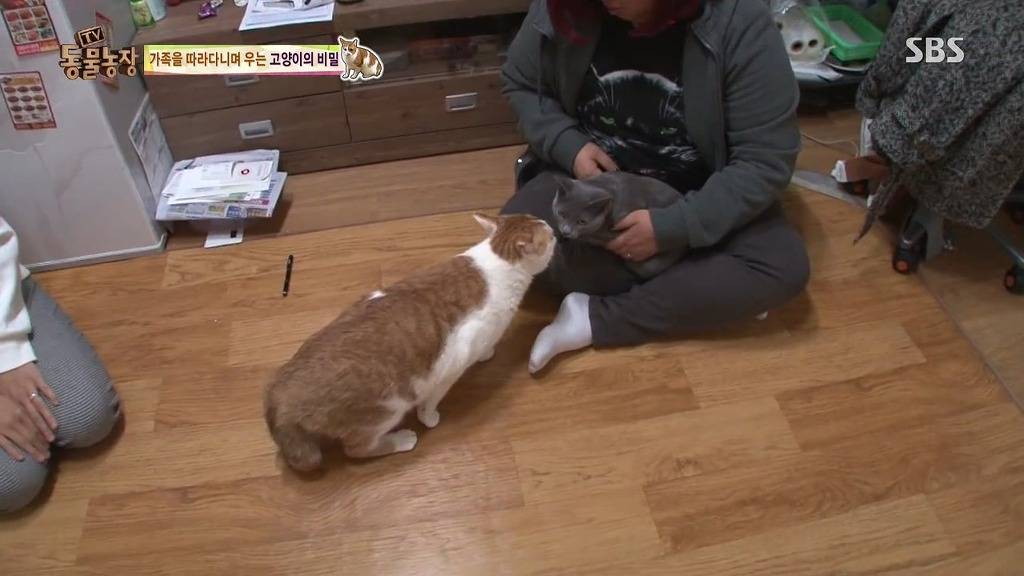 [동물농장] 할말 다 하고 사는 수다쟁이 고양이 쪼롱이ㅋㅋㅋㅋ.jpg | 인스티즈