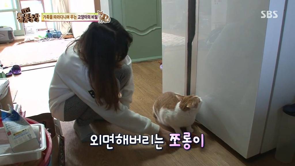 [동물농장] 할말 다 하고 사는 수다쟁이 고양이 쪼롱이ㅋㅋㅋㅋ.jpg | 인스티즈