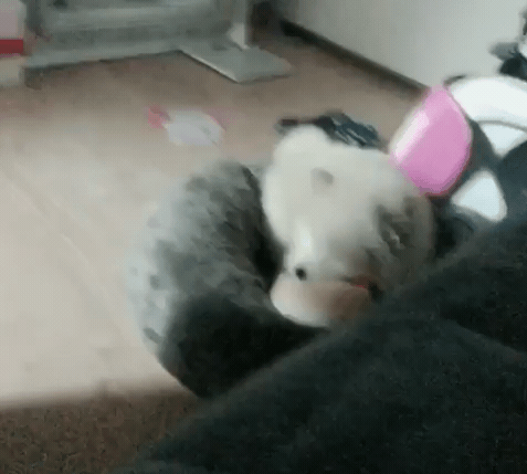 나인뮤지스 경리가 키우는 강아지 ㅠ 졸라 귀엽긔 ㅠ.jpgif | 인스티즈