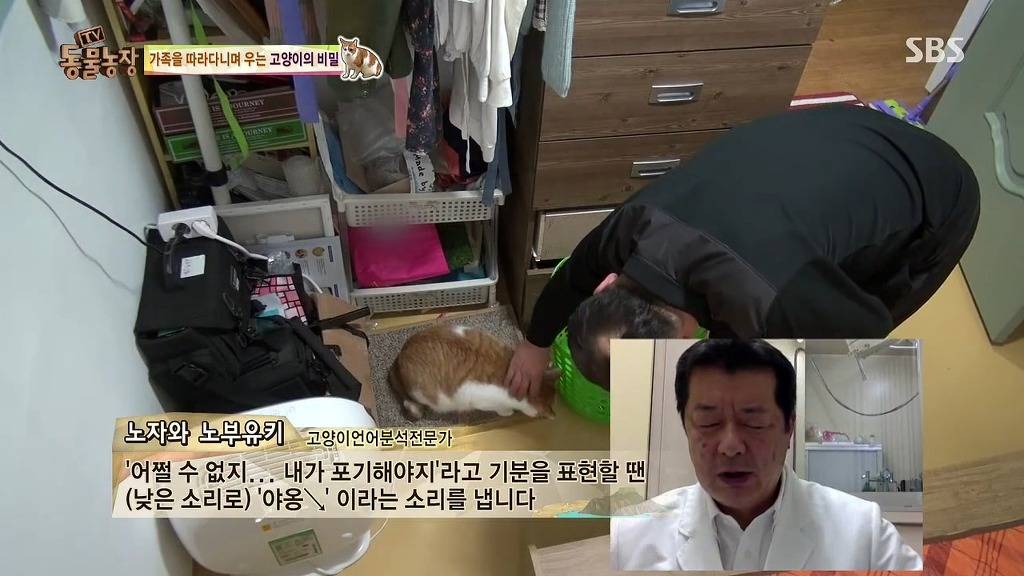 [동물농장] 할말 다 하고 사는 수다쟁이 고양이 쪼롱이ㅋㅋㅋㅋ.jpg | 인스티즈