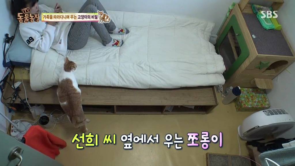 [동물농장] 할말 다 하고 사는 수다쟁이 고양이 쪼롱이ㅋㅋㅋㅋ.jpg | 인스티즈