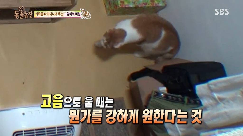 [동물농장] 할말 다 하고 사는 수다쟁이 고양이 쪼롱이ㅋㅋㅋㅋ.jpg | 인스티즈