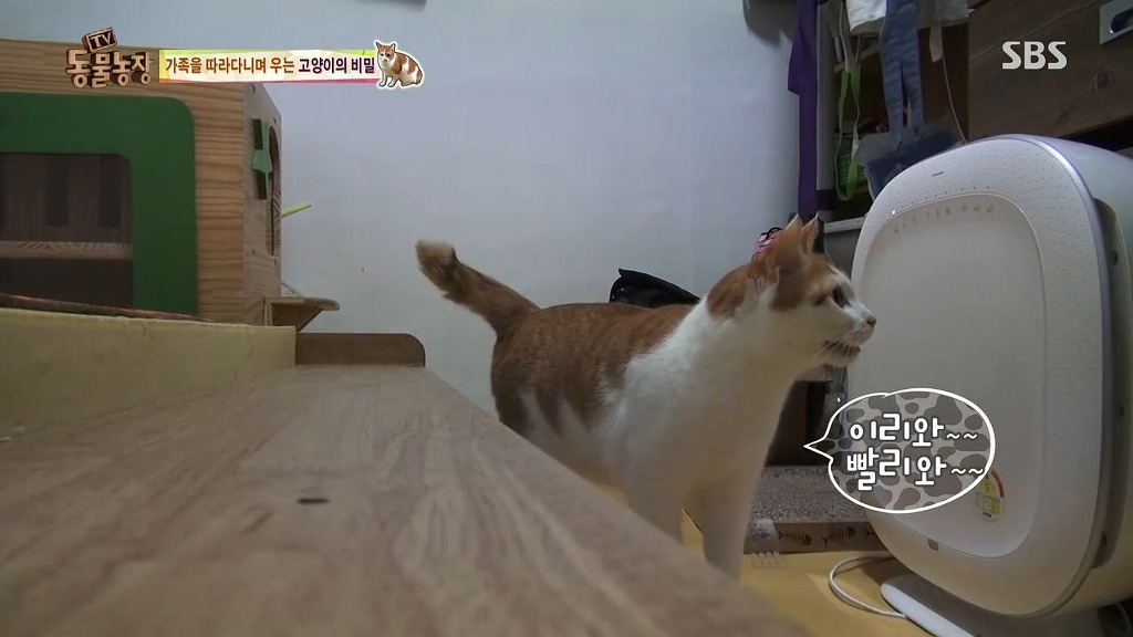 [동물농장] 할말 다 하고 사는 수다쟁이 고양이 쪼롱이ㅋㅋㅋㅋ.jpg | 인스티즈