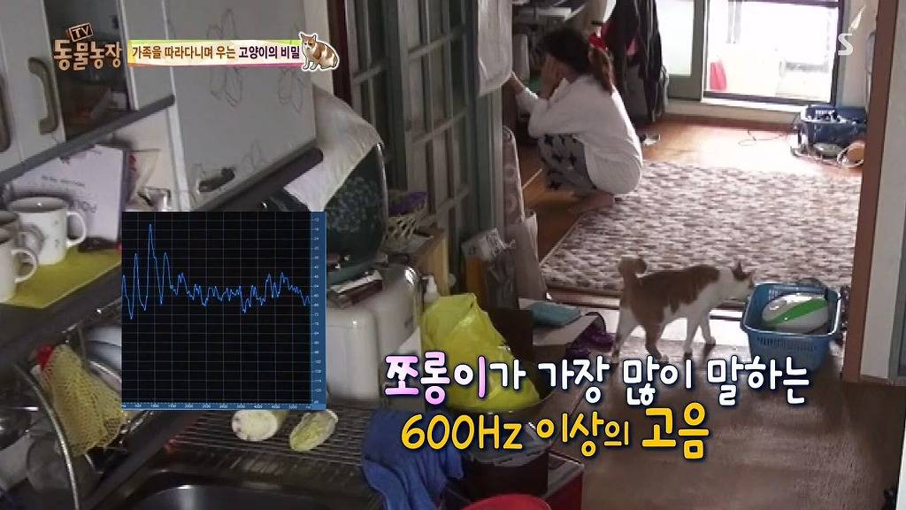 [동물농장] 할말 다 하고 사는 수다쟁이 고양이 쪼롱이ㅋㅋㅋㅋ.jpg | 인스티즈