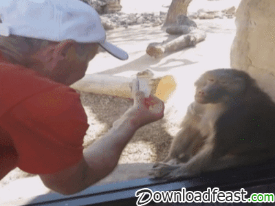 마술을 본 원숭이.gif | 인스티즈