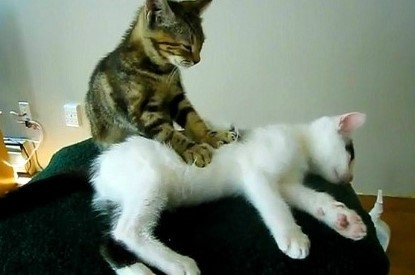 집사가 강아지 안을때/강아지 주인이 고양이 안을때 느끼는 감정 | 인스티즈