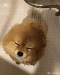 말 잘듣는 강아지 .gif | 인스티즈