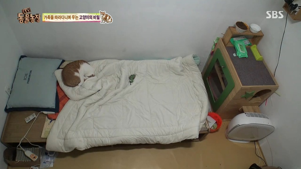 [동물농장] 할말 다 하고 사는 수다쟁이 고양이 쪼롱이ㅋㅋㅋㅋ.jpg | 인스티즈