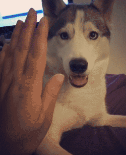 멍멍이랑 하이파이브하기....gif | 인스티즈