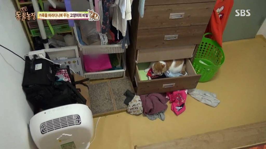 [동물농장] 할말 다 하고 사는 수다쟁이 고양이 쪼롱이ㅋㅋㅋㅋ.jpg | 인스티즈