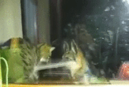 깡패가 따로 없는 냥아치 수준 ㄷㄷ | 인스티즈