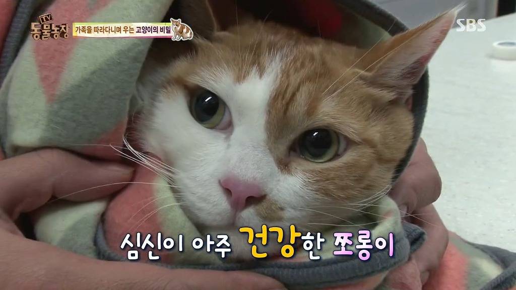 [동물농장] 할말 다 하고 사는 수다쟁이 고양이 쪼롱이ㅋㅋㅋㅋ.jpg | 인스티즈