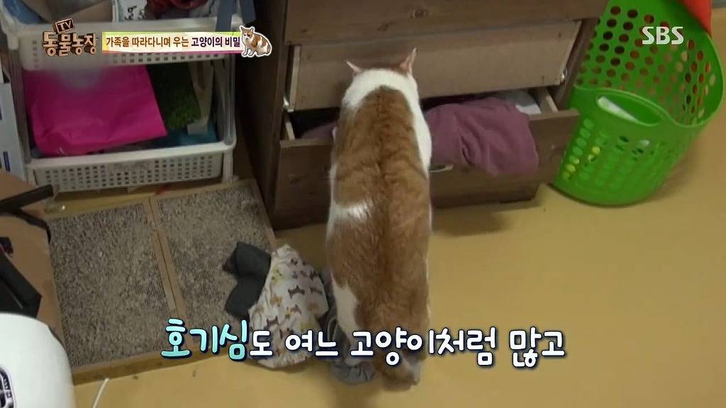 [동물농장] 할말 다 하고 사는 수다쟁이 고양이 쪼롱이ㅋㅋㅋㅋ.jpg | 인스티즈