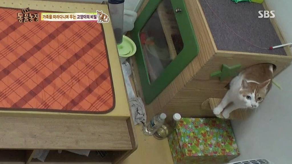 [동물농장] 할말 다 하고 사는 수다쟁이 고양이 쪼롱이ㅋㅋㅋㅋ.jpg | 인스티즈