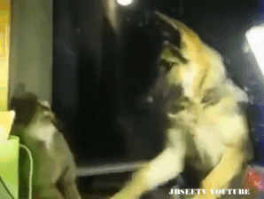 깡패가 따로 없는 냥아치 수준 ㄷㄷ | 인스티즈