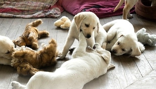 집사가 강아지 안을때/강아지 주인이 고양이 안을때 느끼는 감정 | 인스티즈