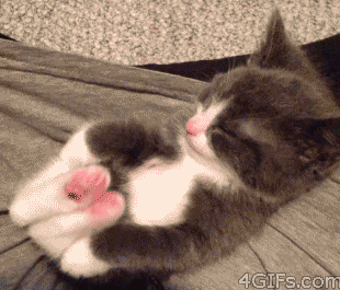 아기 고양이 vs 강아지.gif | 인스티즈