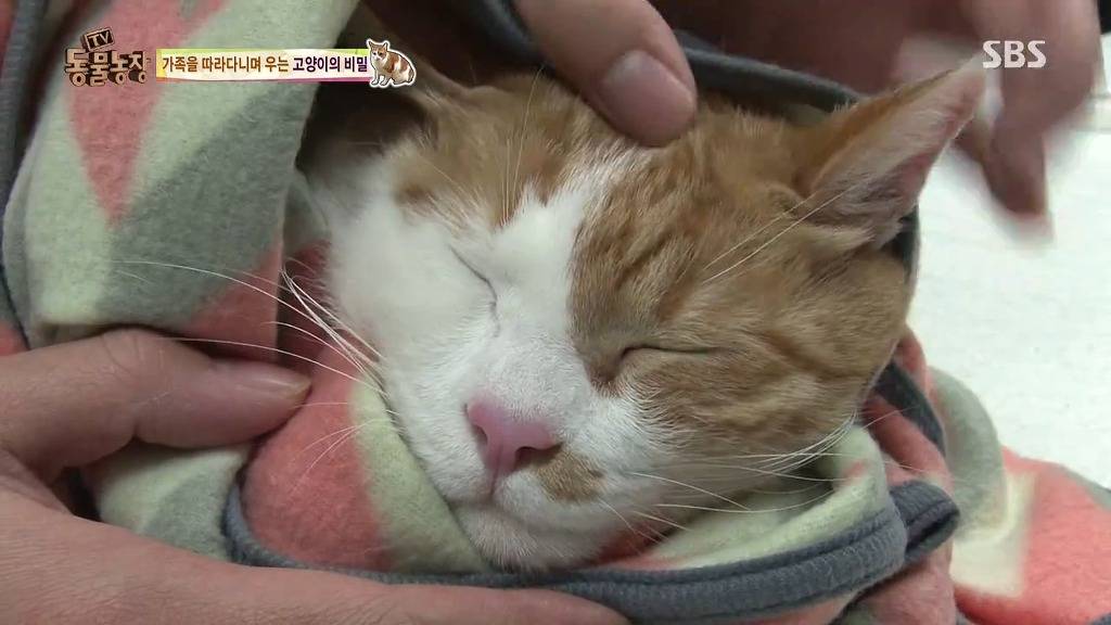 [동물농장] 할말 다 하고 사는 수다쟁이 고양이 쪼롱이ㅋㅋㅋㅋ.jpg | 인스티즈