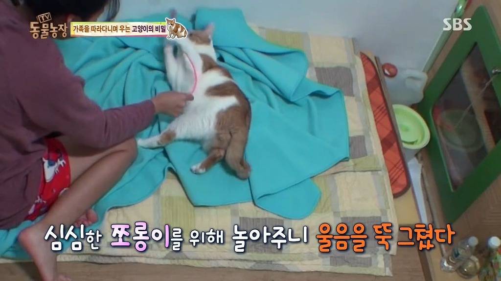 [동물농장] 할말 다 하고 사는 수다쟁이 고양이 쪼롱이ㅋㅋㅋㅋ.jpg | 인스티즈