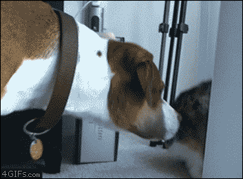 냥아치.gif | 인스티즈