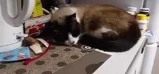 지진을 느낀 고양이 반응 | 인스티즈