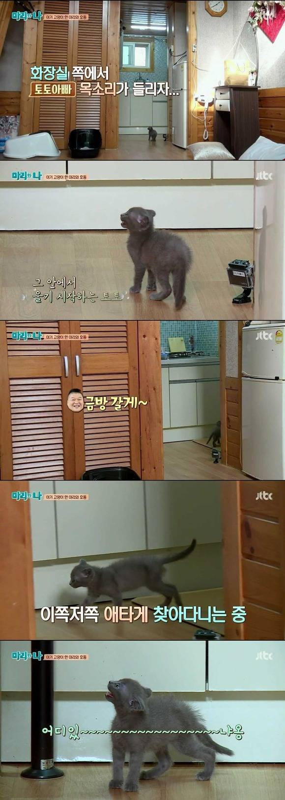 [마리와나] 케미가 냥냥 터지는 강호동과 새끼 고양이 토토.jpg | 인스티즈