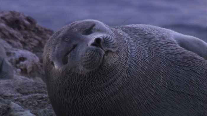 귀여운 짓은 물범이 하는데 칭찬은 물개가 받더라긔 | 인스티즈