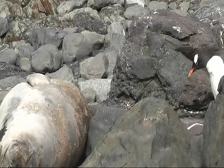 귀여운 짓은 물범이 하는데 칭찬은 물개가 받더라긔 | 인스티즈