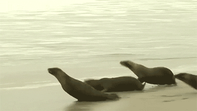 귀여운 짓은 물범이 하는데 칭찬은 물개가 받더라긔 | 인스티즈